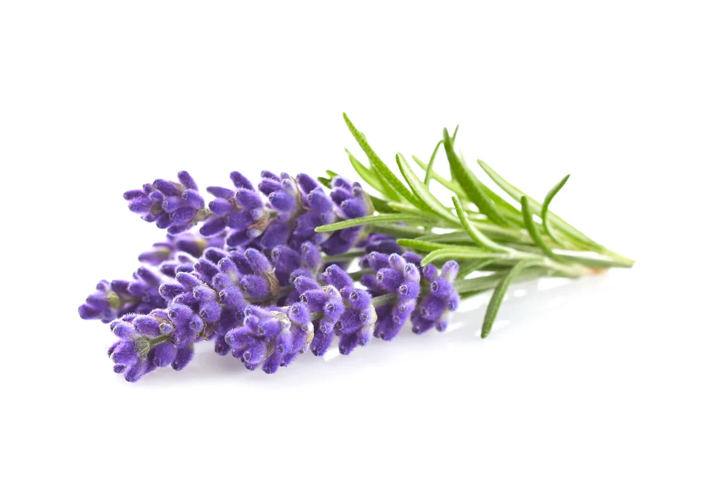 Lavendel